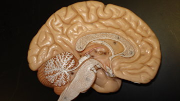 human brain Model