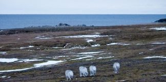 Norway has refused to discuss the Svalbard Russia