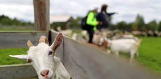 Russian farmers are advised to go to the goat