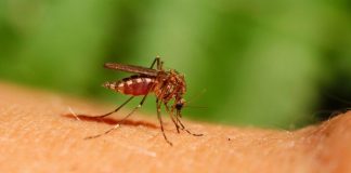 Scientist reported the possible disappearance of mosquitoes due to warm winter