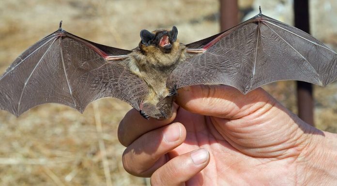 In the state Duma called populism the proposal to ban eat bats