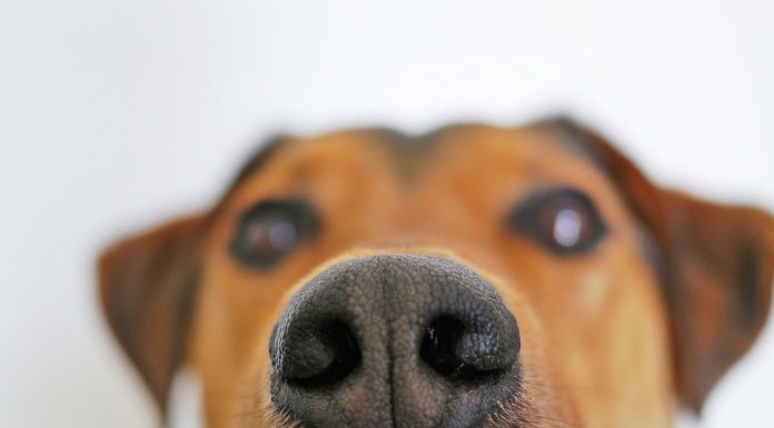 In the UK dogs are trained to sniff out coronavirus