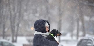 Muscovites began to take animals to rent for walking during isolation