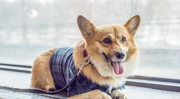 The dog gave tips on dog care during a pandemic COVID-19