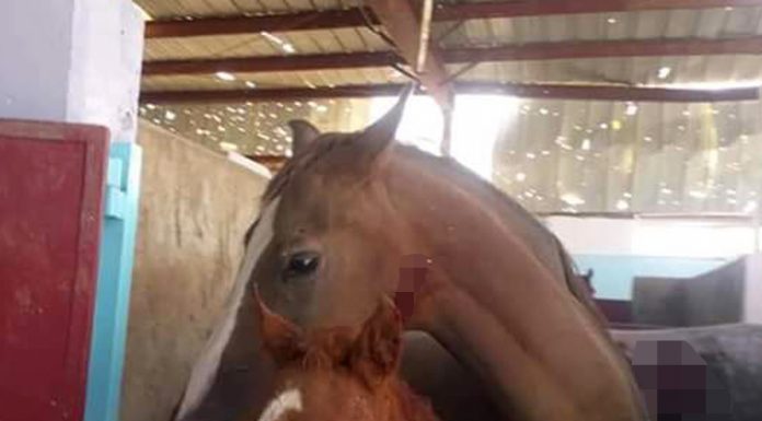 The Saudis strike destroyed in Yemen nursery Arabian horses