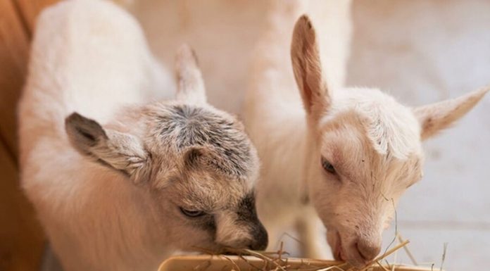 Residents of the capital have decided to call the newborn Saninsky kids in a "City farm"