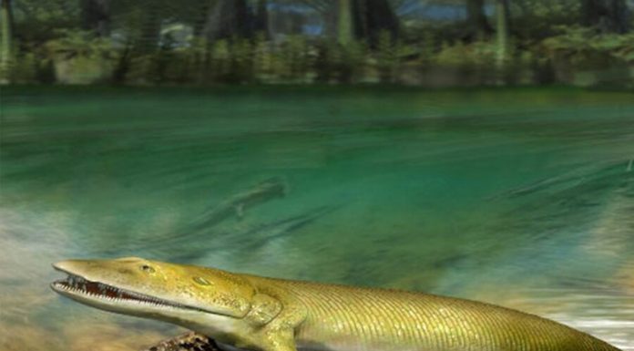 The remains of ancient fish with fingers found paleontologists in Canada